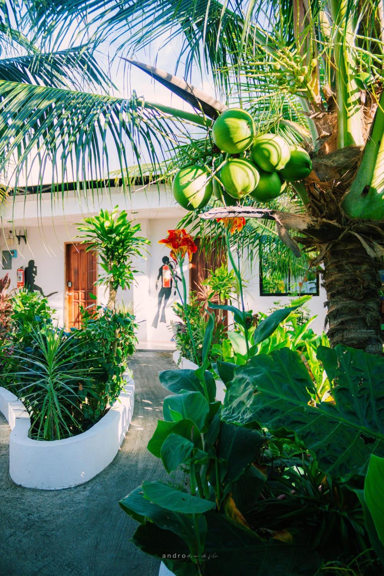 Ananas Guesthouse Moalboal Exterior foto